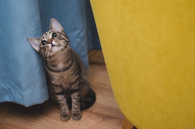 Beste Kattenvoer voor Kittens: Een Gezonde Start!